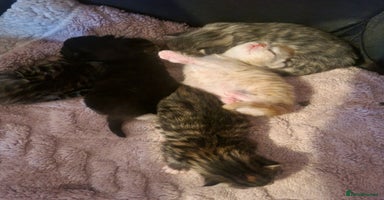 Maine Coon cats - Advert 3