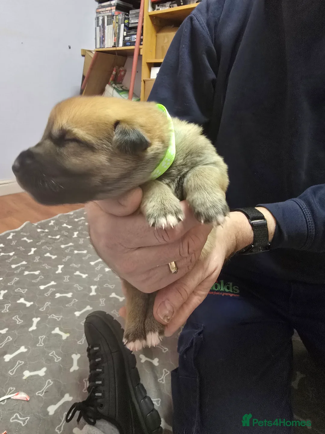 Mixed Breed dogs for sale: Cross between gsd/whippet/Huskey - Advert 9