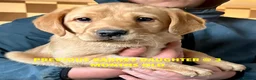 Labrador Retriever dogs for sale: SUPERB, HEALTHY, CHUNKY, FAMILY RAISED LABRADORS  - Advert 26