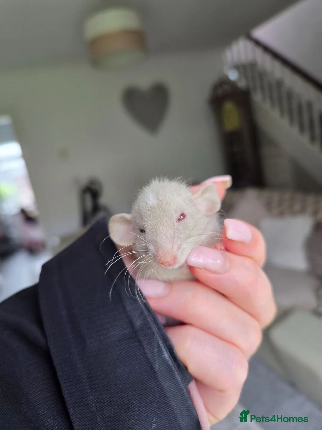 Rat rodents for sale: Gorgeous Siamese Dumbo 13 weeks 🩵 - Advert 2