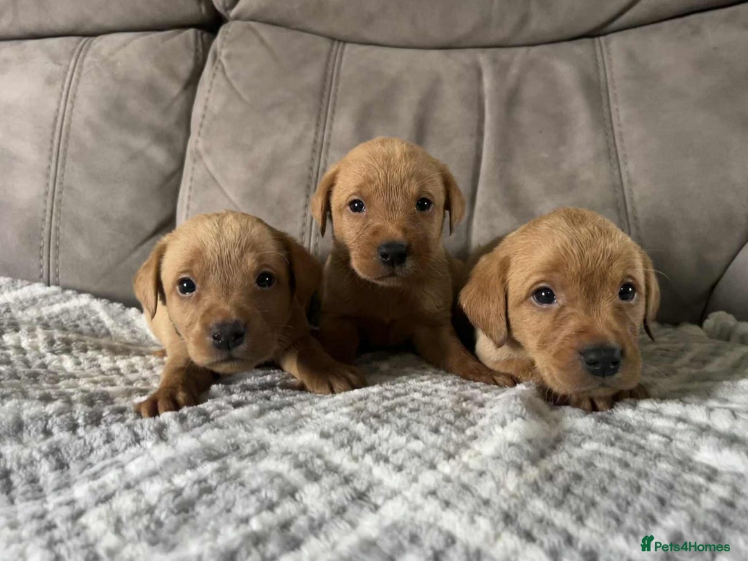 Labrador Retriever dogs for sale: Kc Fox Red Labs Ready Now  - Advert 11