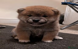 Japanese Shiba Inu dogs for sale: Japanese shiba inu - Image 13