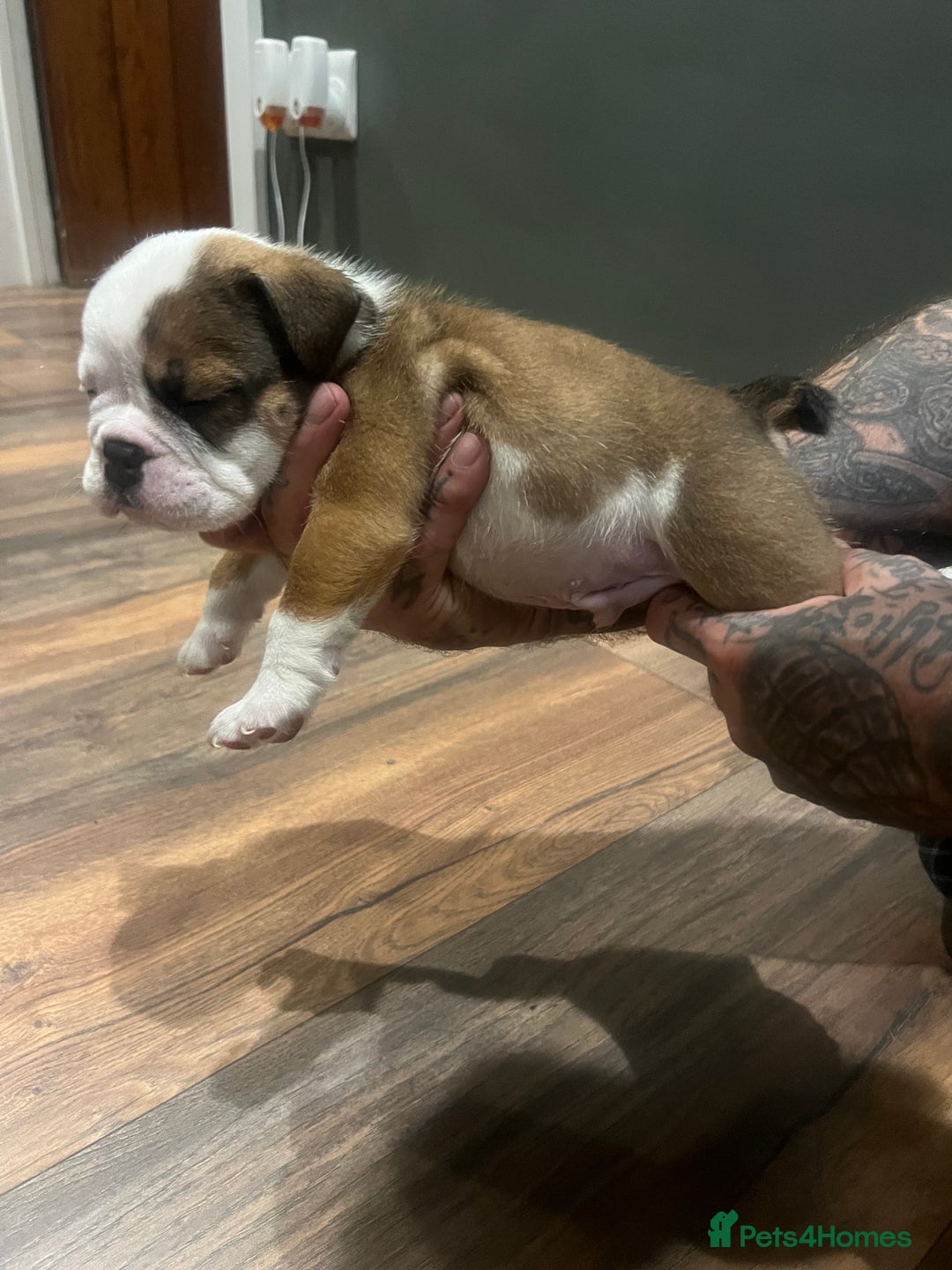 English Bulldog dogs for sale: Puppies  - Image 5