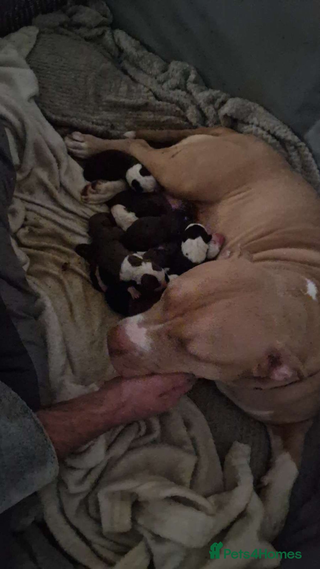 Mixed Breed dogs for sale: Male staffy x border collie puppy - Image 2