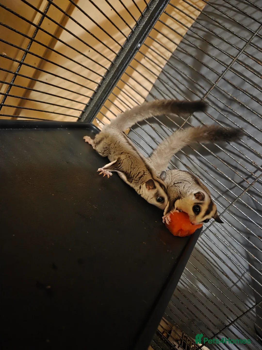 Sugar Glider rodents for sale: 3 sugar gliders in Blairgowrie - Advert 2