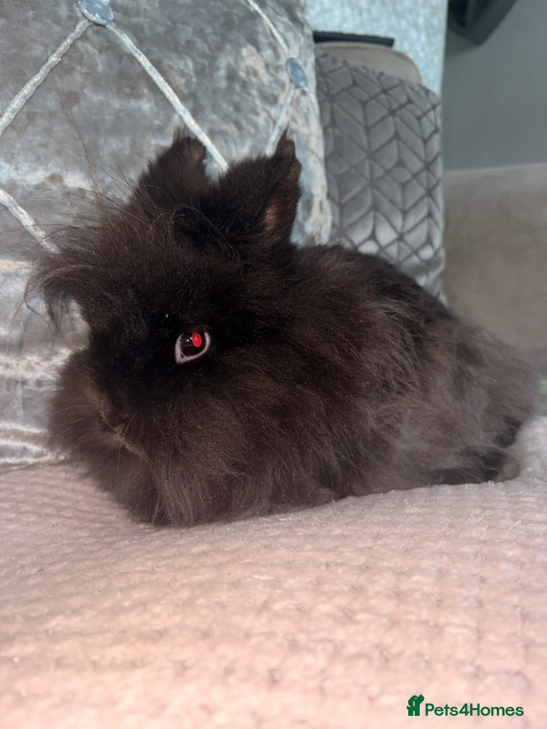 Lionhead rabbits for sale: 2 beautiful girl rabbits with hutch - Advert 2
