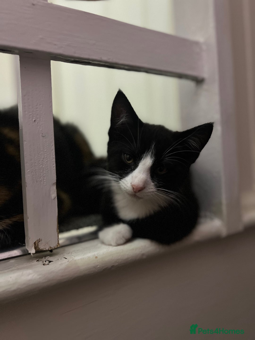 Mixed Breed cats for sale: 4 kittens for sale from 2 litters - Image 2