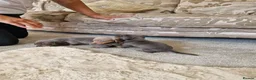 Miniature Dachshund dogs for sale: Miniture dashhound puppies in Driffield - Advert 9