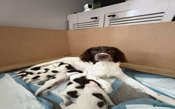 English Springer Spaniel dogs for sale: English springer spaniel pups - Image 5