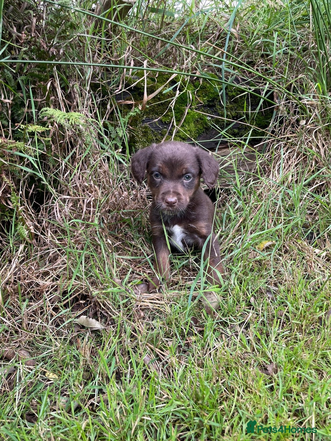 Mixed Breed dogs for sale: Sprollie puppies ❤️ - Image 9