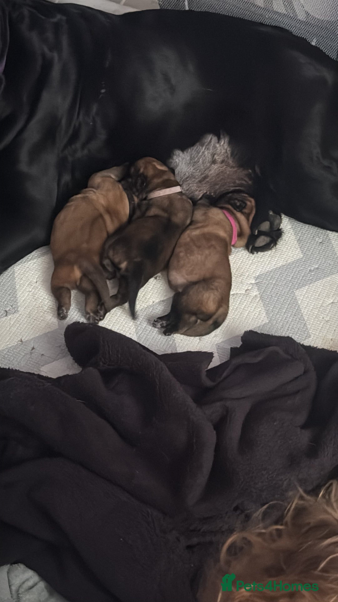 Mixed Breed dogs for sale: Puppies  - Image 2