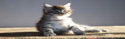 Maine Coon cats for sale: Gorgeous TICA-Registered Maine Coon Kittens! - Advert 6