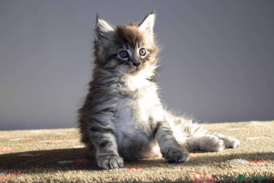 Maine Coon cats for sale: Gorgeous TICA-Registered Maine Coon Kittens! - Advert 6