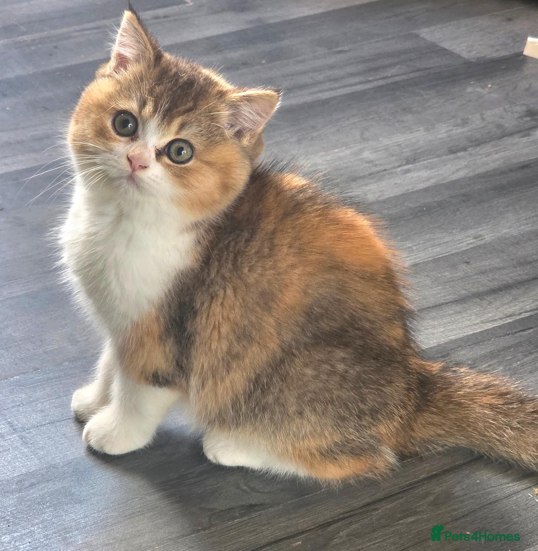 British Shorthair cats Beautiful pedigree british shorthair kittens - Advert 2