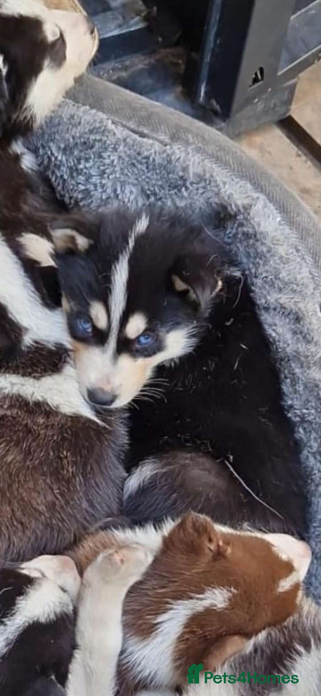 Siberian Husky dogs for sale: Adorable Black & Brown Husky Puppies –Great Price! - Image 4