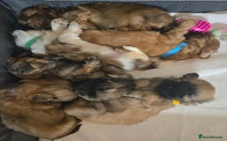 Shih Tzu dogs for sale: 5 beautiful Full Pedigree Shih Tzu Puppies - Image 1