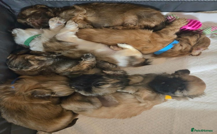 Shih Tzu dogs - Advert 3