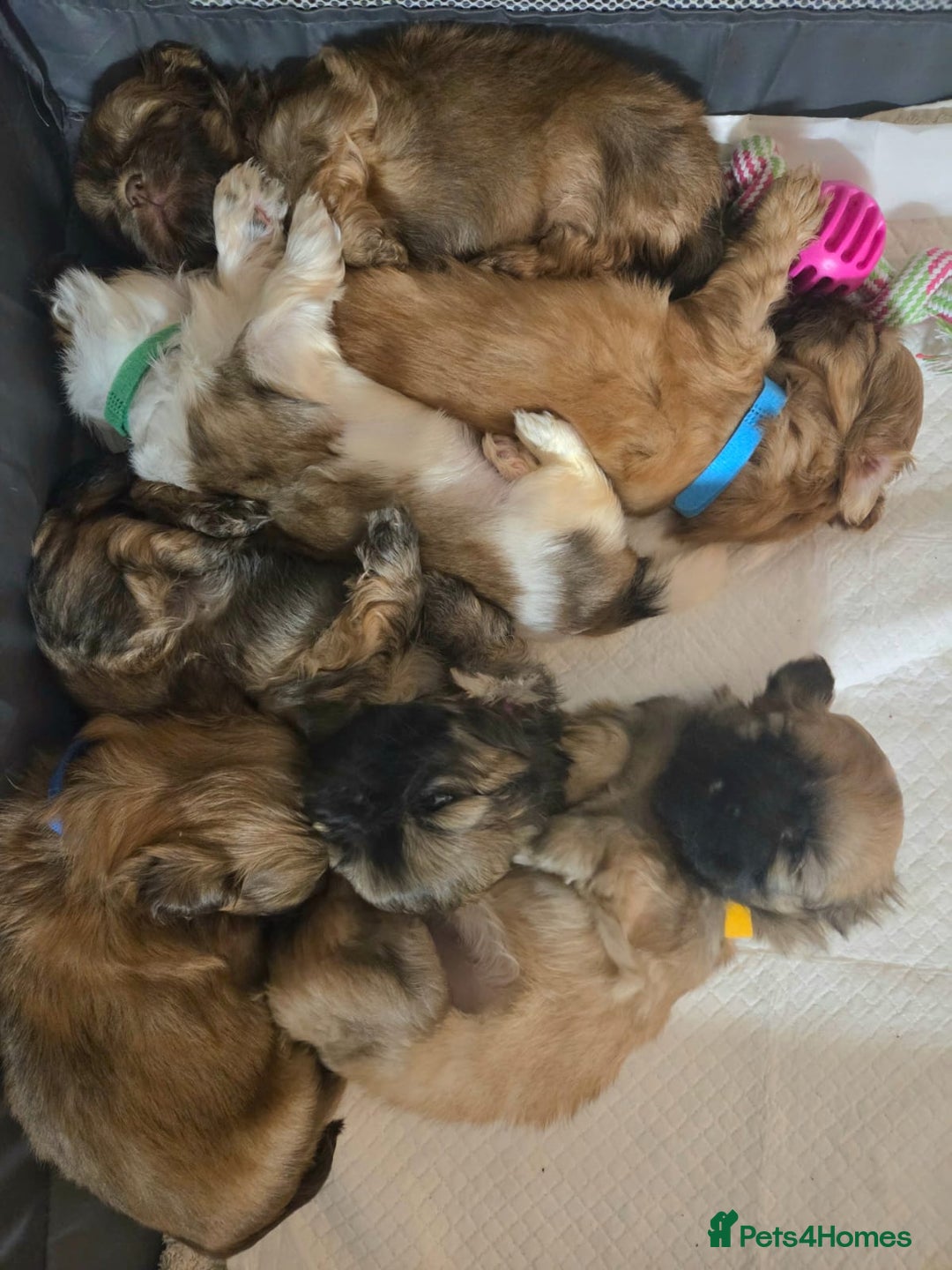 Shih Tzu dogs for sale: 5 beautiful Full Pedigree Shih Tzu Puppies - Image 1