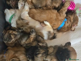 Shih Tzu dogs for sale - Advert 1