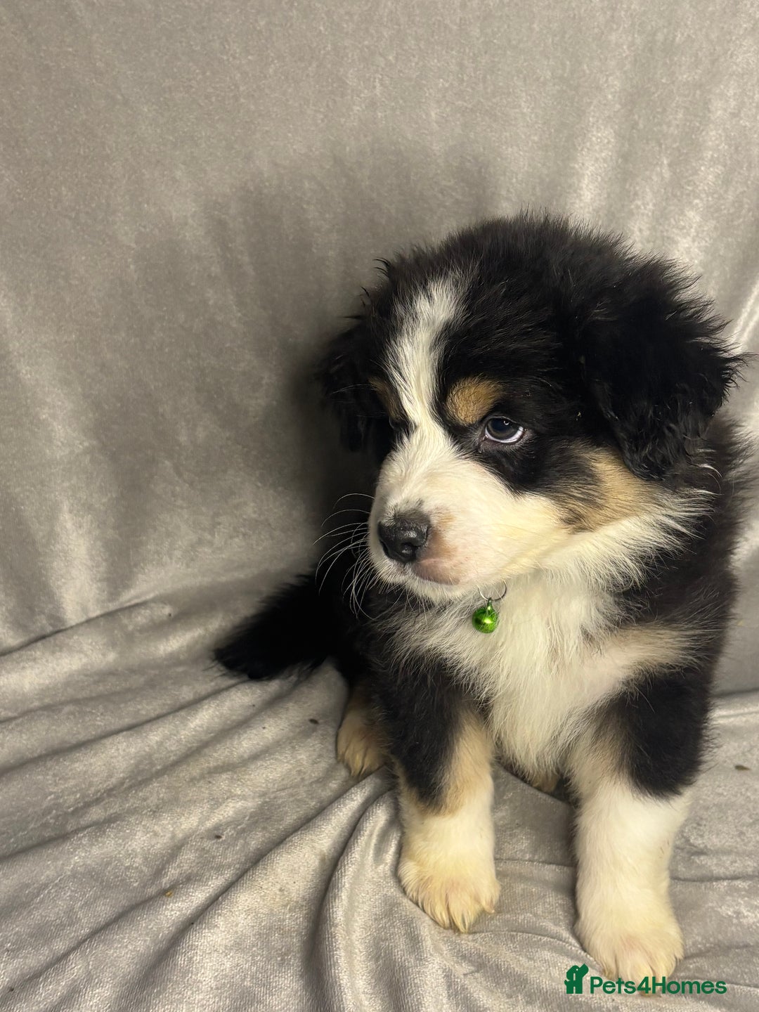Australian Shepherd dogs for sale: KC registered Australian shepherd puppies  - Advert 3