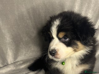 Australian Shepherd dogs KC registered Australian shepherd puppies - Advert 4