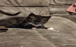 Mixed Breed cats for sale: Ragdoll cross - Image 2
