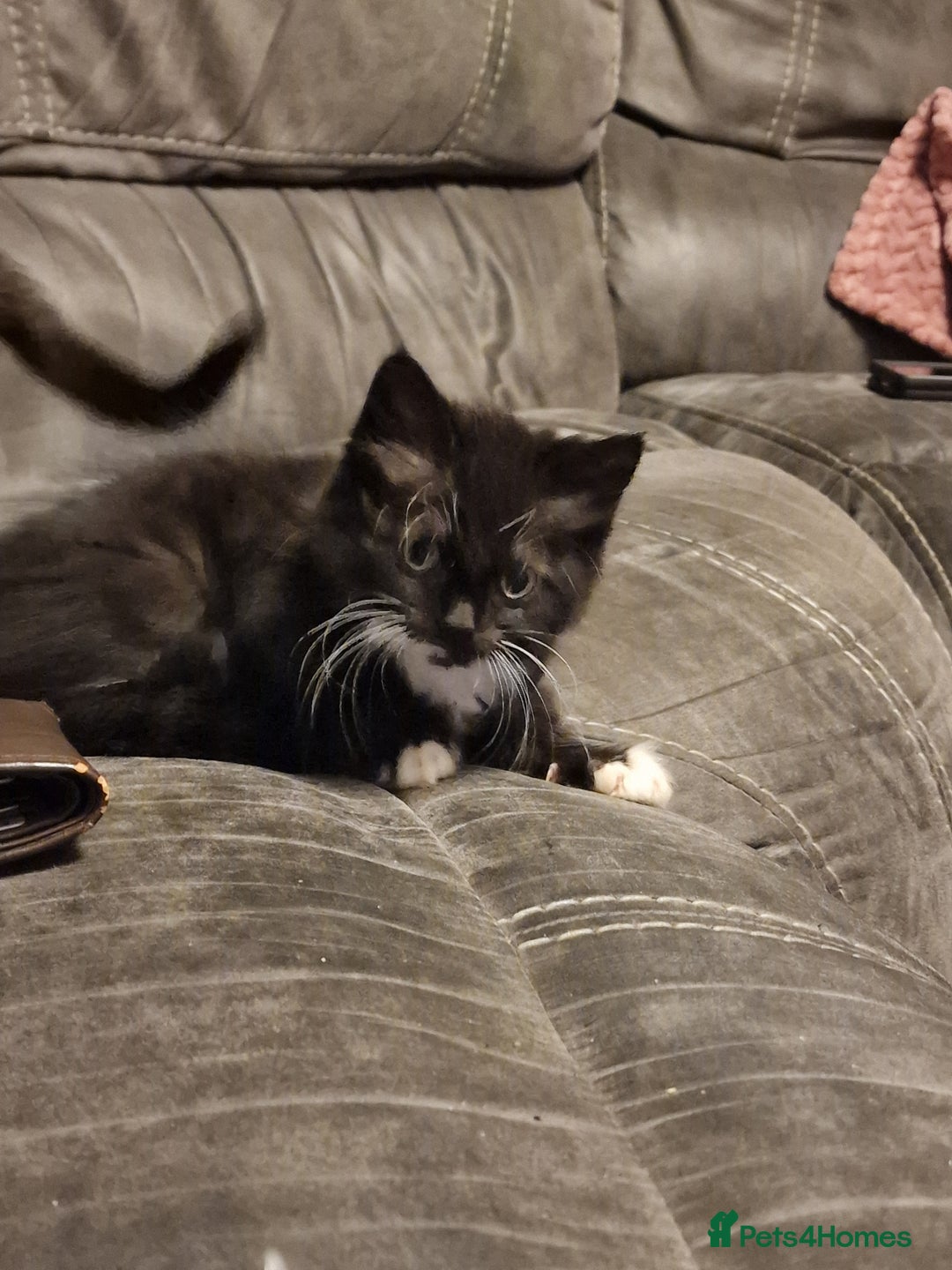 Mixed Breed cats for sale: Ragdoll cross - Image 2