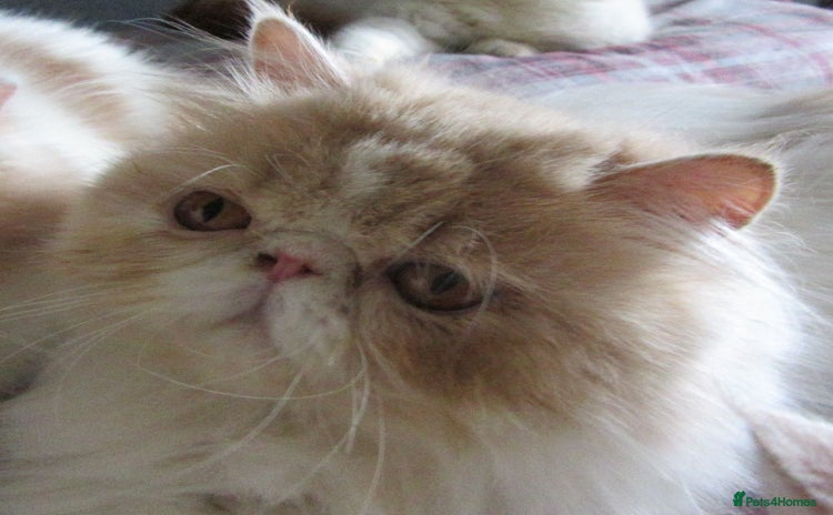Persian cats - Advert 9