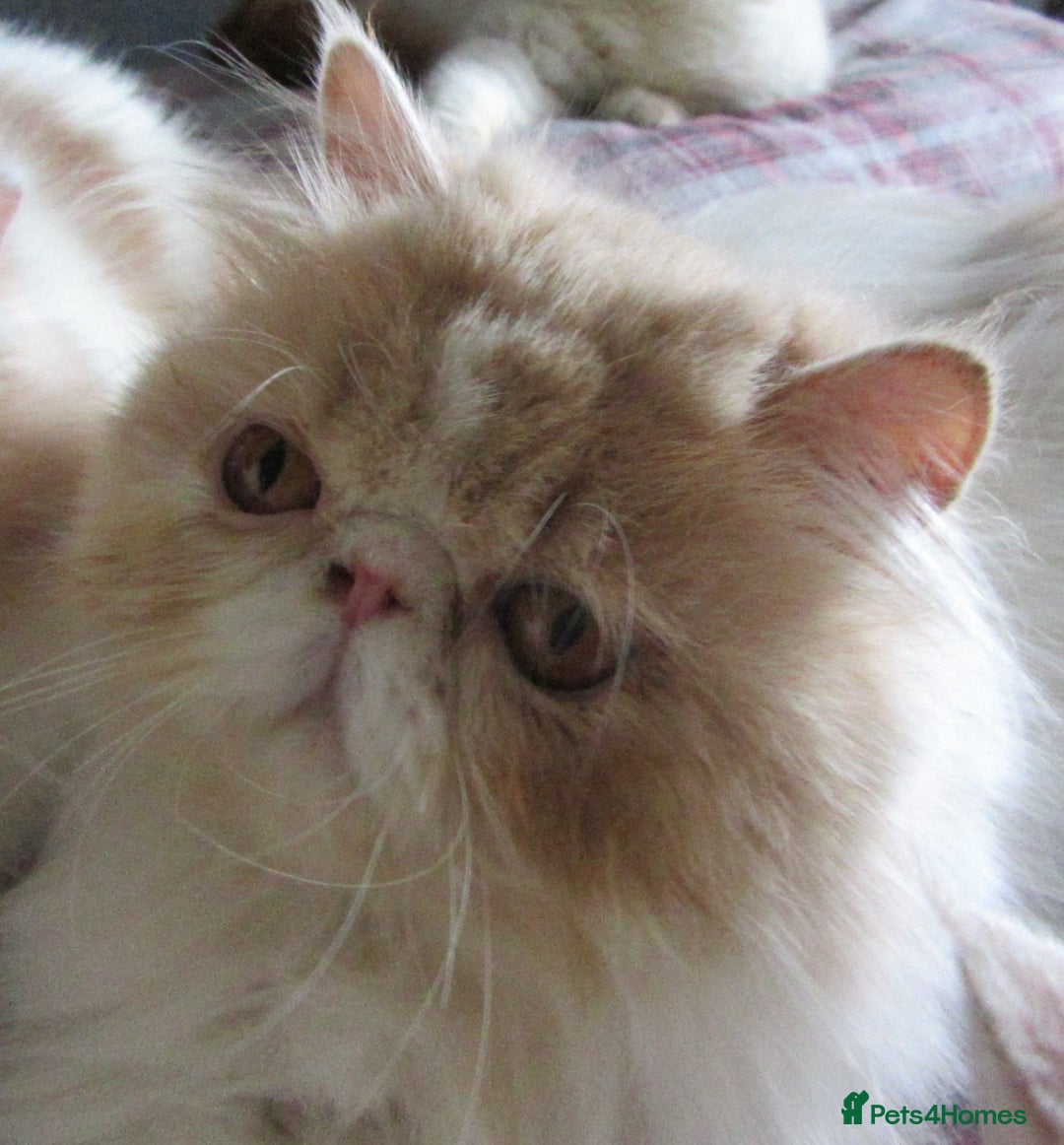 Persian cats for sale: Adorable Pedigree Persian Female Available Now - Image 14