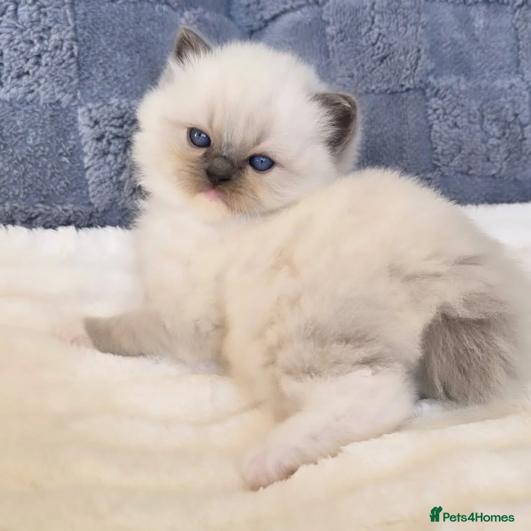 Ragdoll cats for sale: Beautiful Ragdoll Kittens Ready  - Advert 8