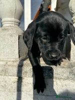 Labrador Retriever dogs Ready Next Week *3 boys left* Labrador Puppies - Advert 3