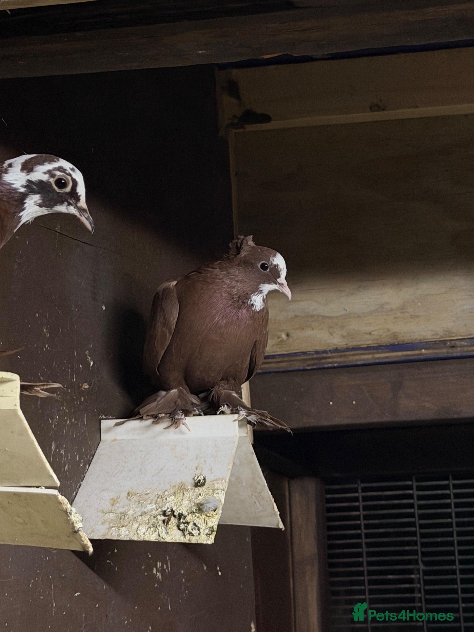 Pigeons birds Iraqi pigeons for sell  - Advert 1