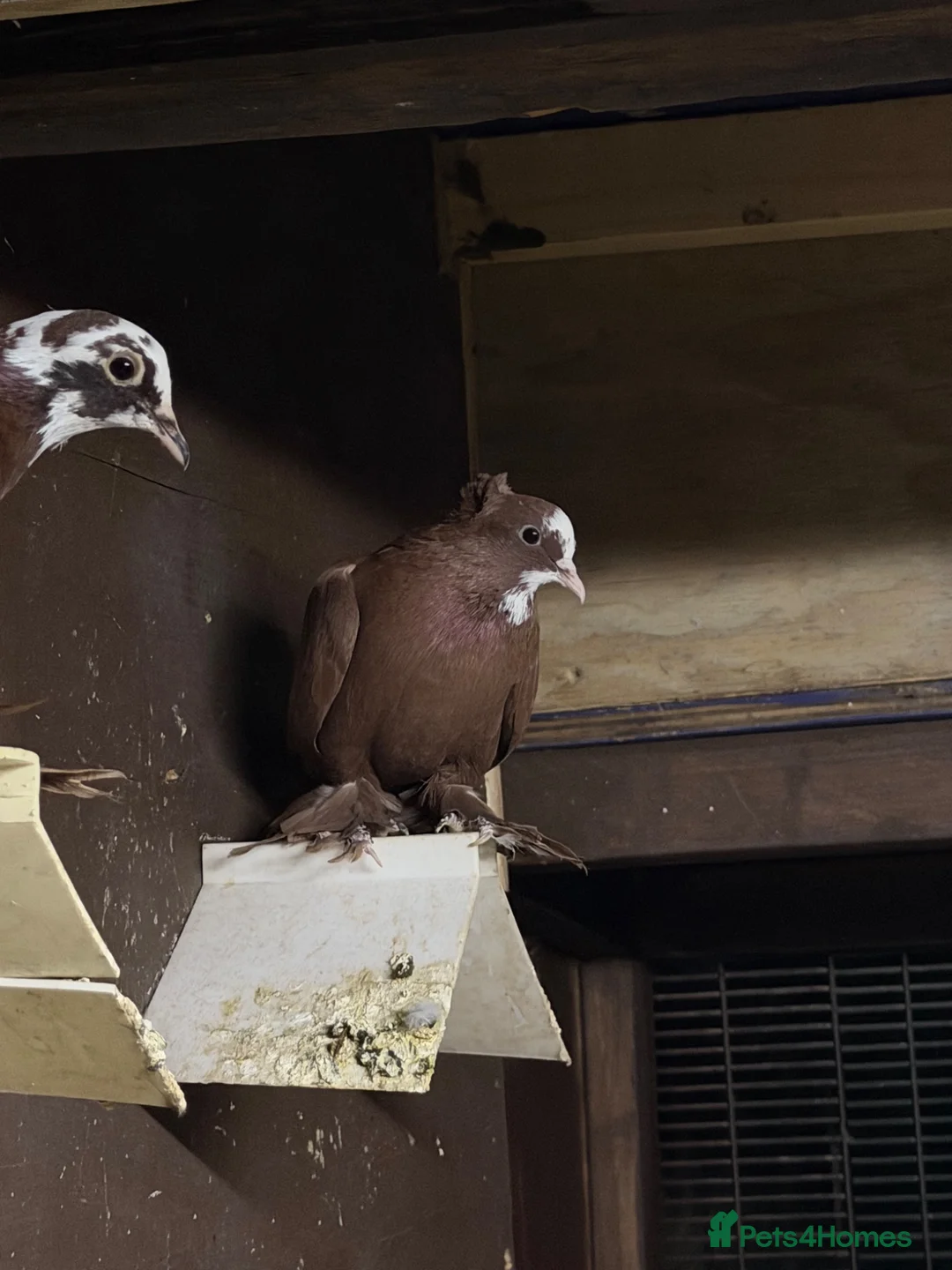 Pigeons birds for sale: Iraqi pigeons for sell  - Advert 1