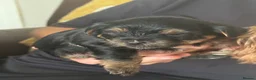 Yorkshire Terrier dogs for sale: ## Beautiful Yorkshire terrier 4 girls 2 boys ## - Advert 10