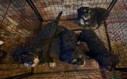 Cavapoo dogs for sale: Gorgeous Black and Tan F1B Cavapoos - Image 4