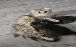 Mixed Breed cats for sale: Two Perdoll Female Kittens Looking for a Home - Image 12