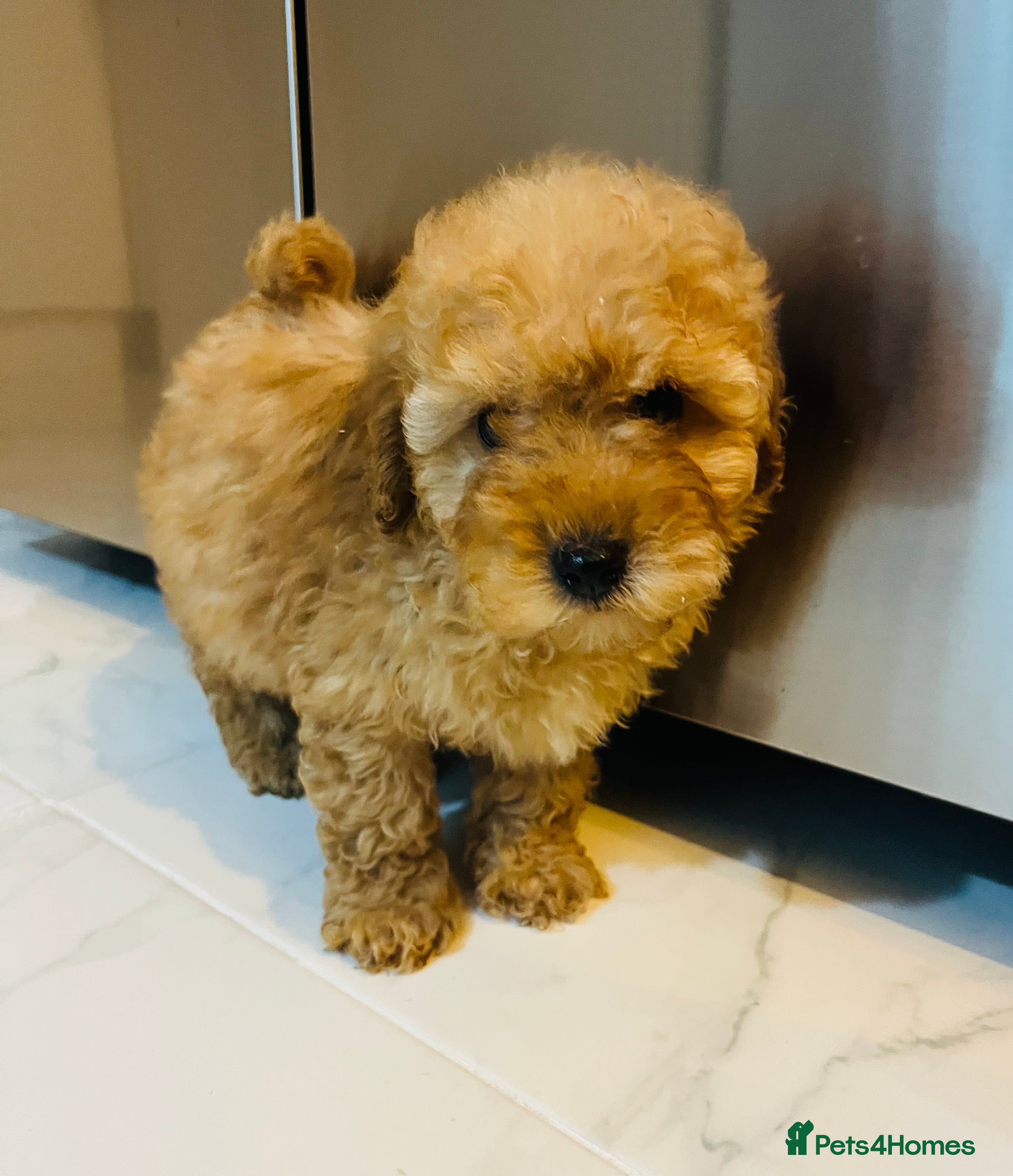 Miniature Poodle dogs 3 Miniture poodles boys  - Advert 17