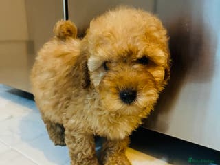 Miniature Poodle dogs 3 Miniture poodles boys - Advert 17