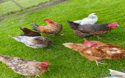 Chickens poultry for sale: Chickens looking for new home - Image 1