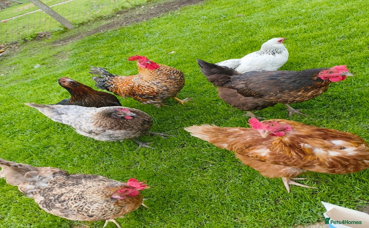 Chickens poultry for sale - Advert 1