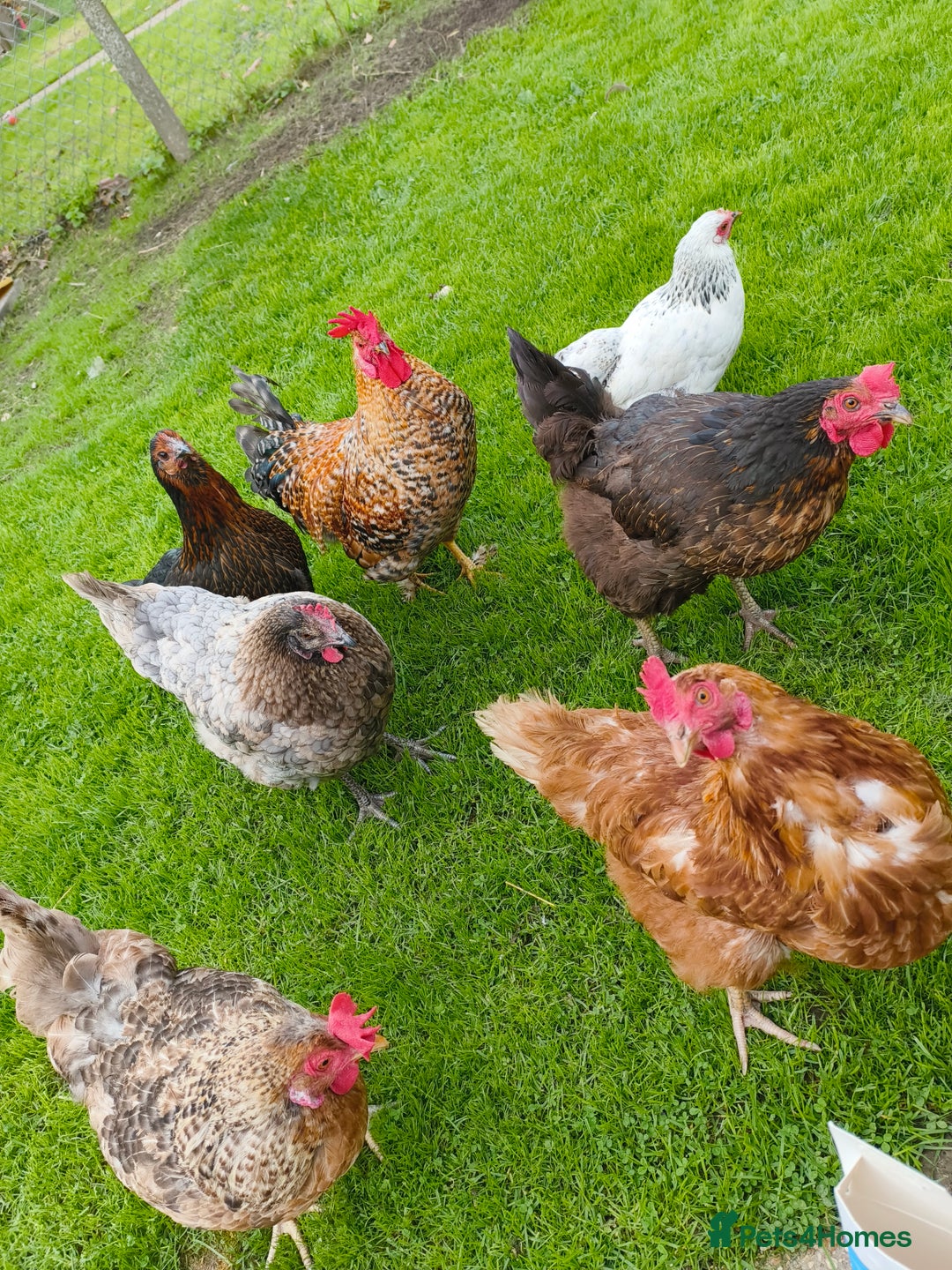 Chickens poultry for sale: Chickens looking for new home - Image 1