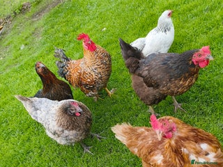 Chickens poultry - Advert 39