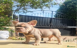French Bulldog dogs for sale: Beautiful French bulldogs - Image 35