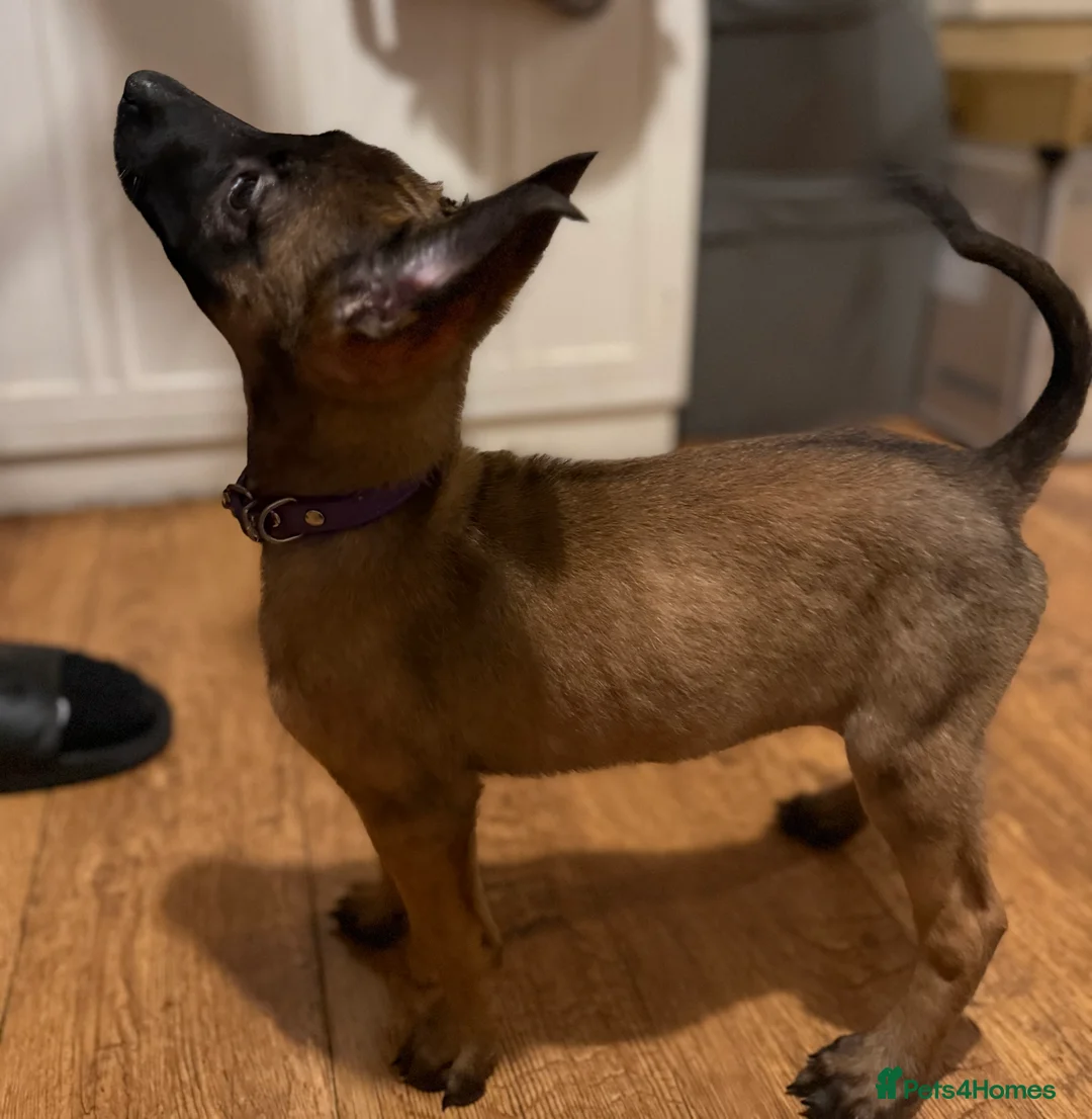 Belgian Shepherd Dog dogs for sale: TOP QUALITY Belgian Malinois Puppies - Advert 10