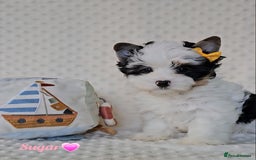 Yorkshire Terrier dogs for sale: Adorable Colourful yorkies 3 LEFT - Image 1
