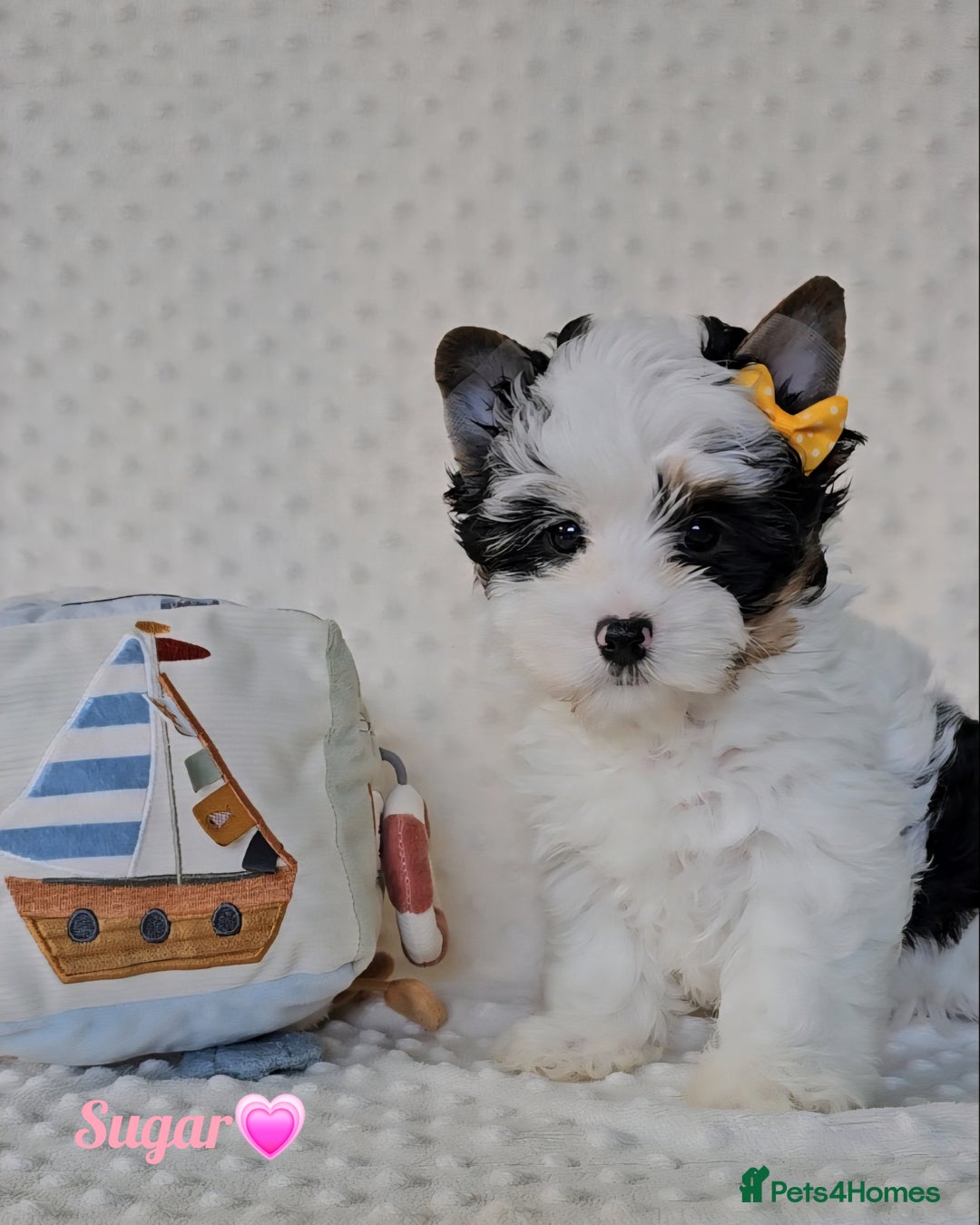 Yorkshire Terrier dogs for sale: Adorable Colourful yorkies 3 LEFT - Image 1