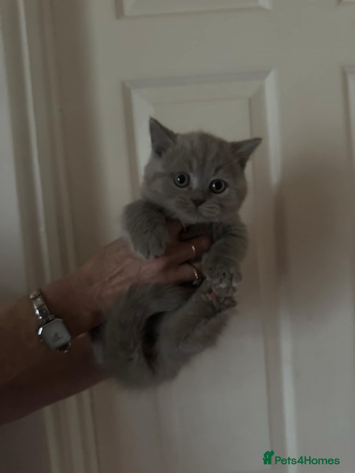 British Shorthair cats British shorthair kittens top pedigree ready now ! - Advert 1