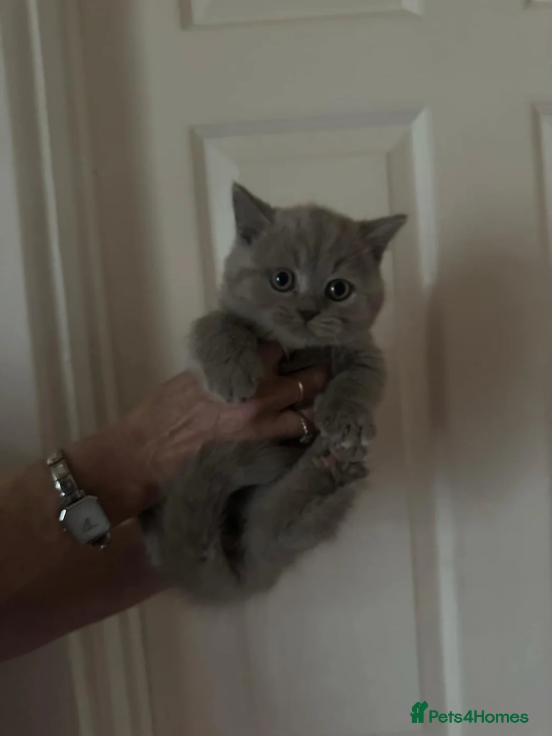 British Shorthair cats for sale: British shorthair kittens top pedigree ready now ! - Advert 1