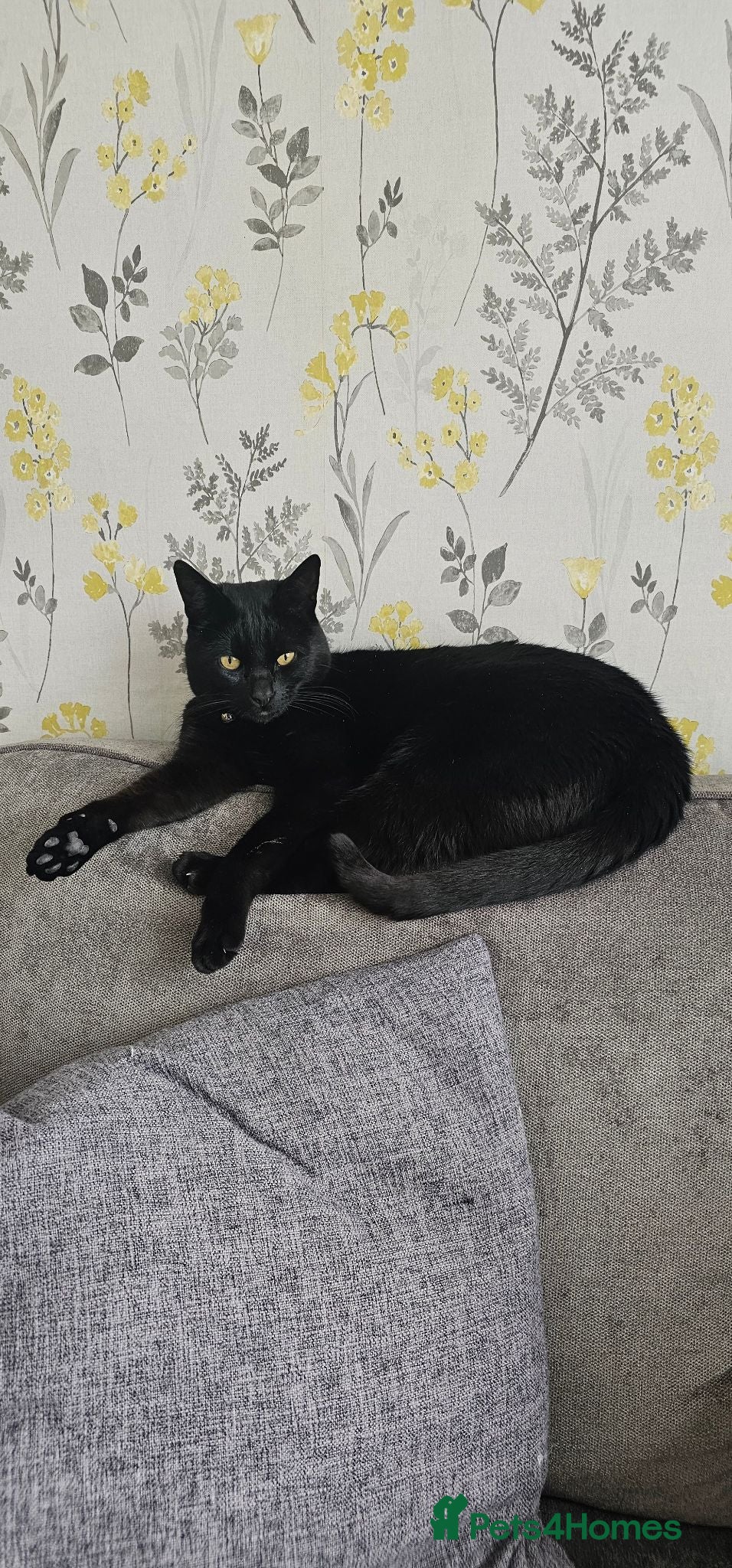 Mixed Breed cats Tinsel - Sweet, Affectionate 4YO Indoor Cat - Advert 1