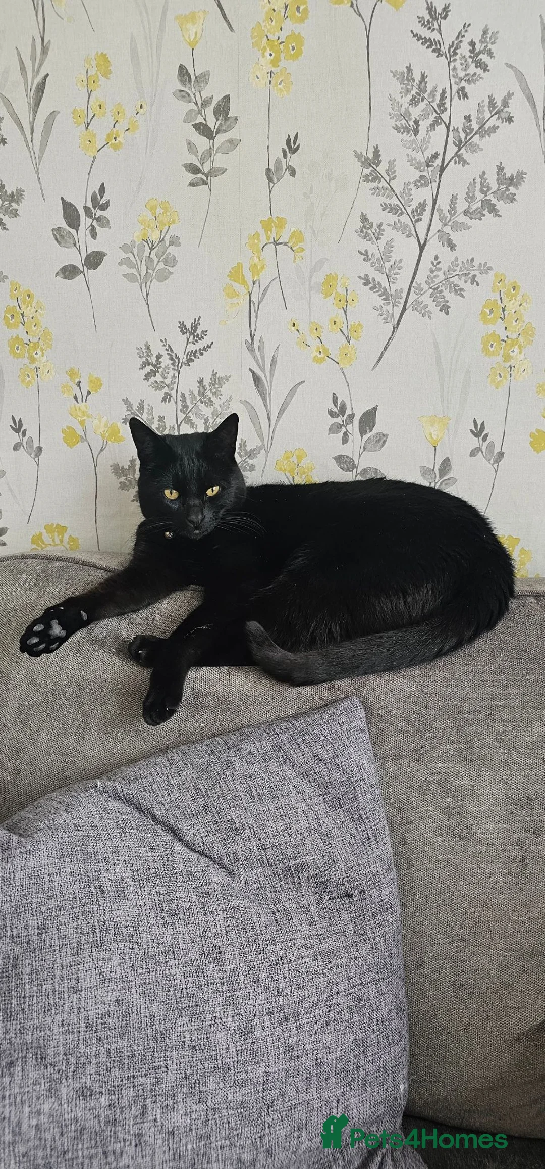 Mixed Breed cats for sale: Tinsel - Sweet, Affectionate 4YO Indoor Cat - Advert 1